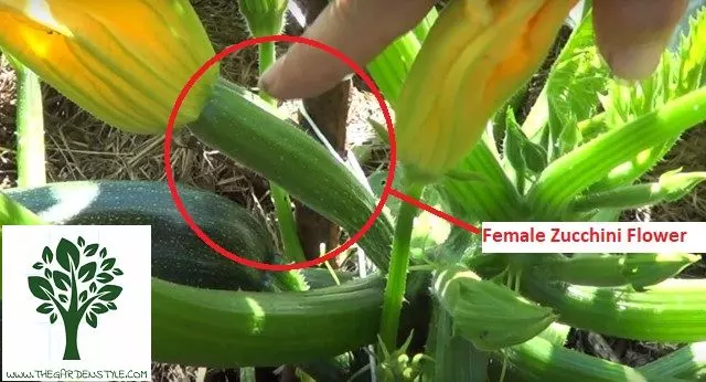 female zucchini flowers