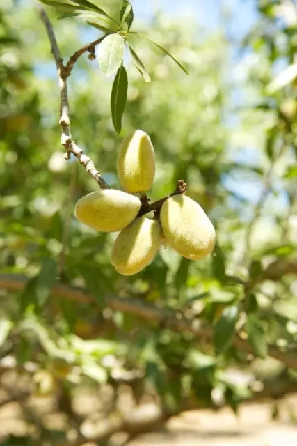 first stage almonds