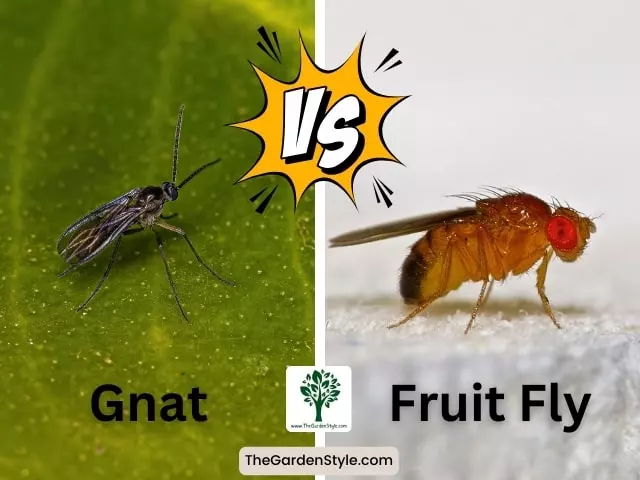 gnat vs fruit fly