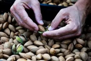 how and when to harvest almonds
