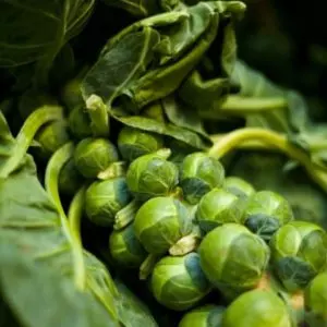 how and when to harvest brussel sprouts