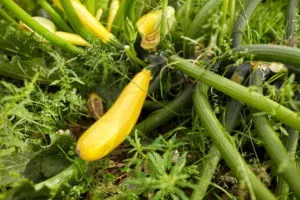 how and when to harvest summer squash