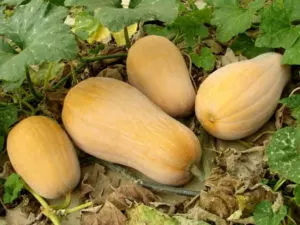 how and when to pick butternut squash