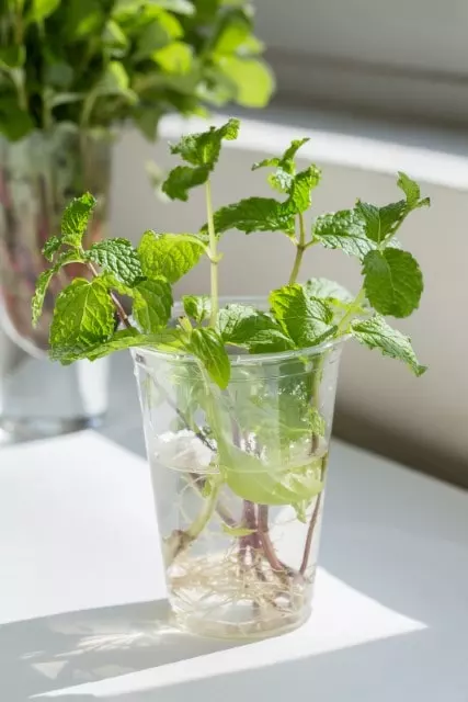 how long does mint take to grow back