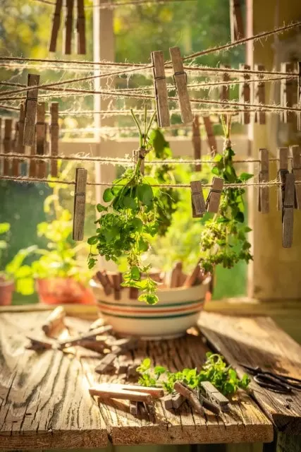 how to dry out oregano after harvest
