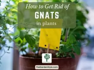 how to get rid of gnats in plants guide