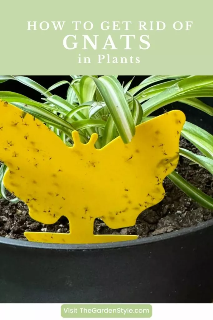 how to get rid of gnats in plants pin