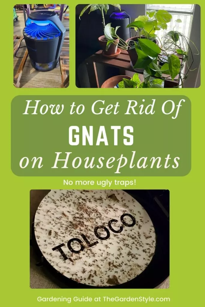 how to get rid of gnats on houseplants