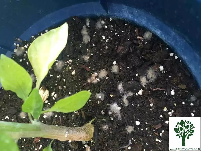 how to get rid of mold in plant soil effective and simple ways