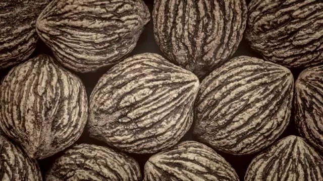 how to harvest and clean black walnuts