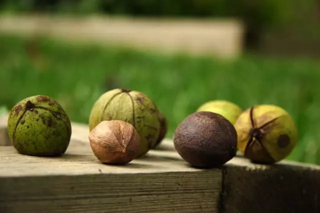 how to harvest black walnuts from tree