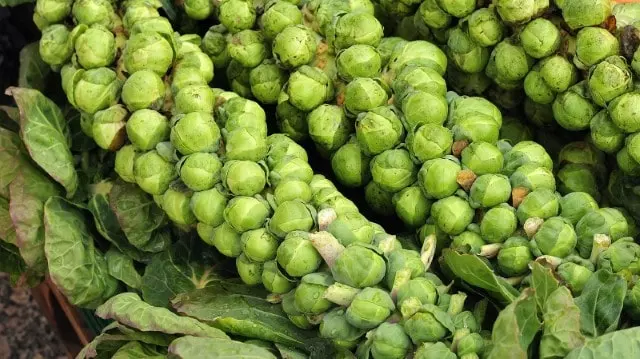 how to harvest brussel sprouts