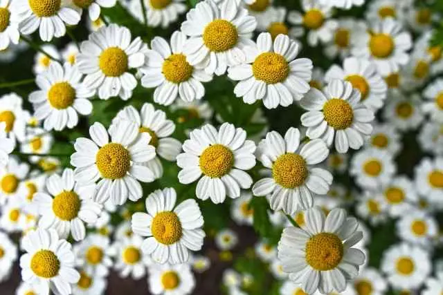 how to harvest chamomile for tea