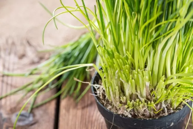 how to harvest chive seeds
