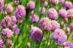 how to harvest chives without killing the plant guide