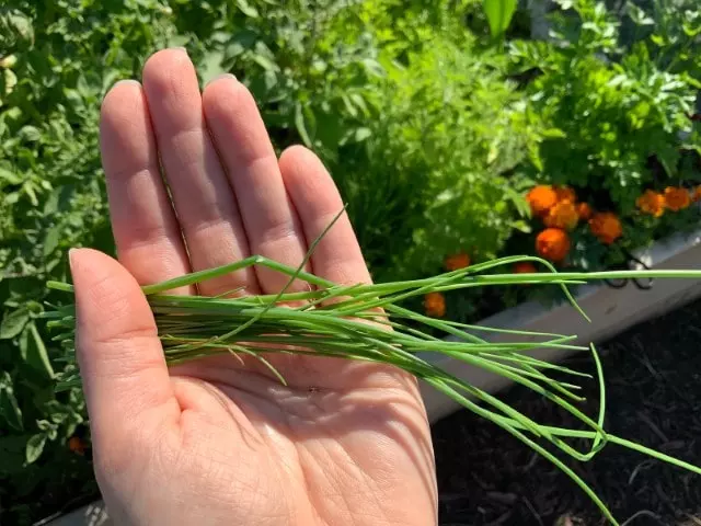 how to harvest chives without killing the plant
