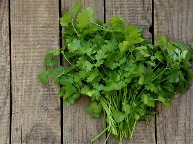 how to harvest cilantro without killing the plant guide