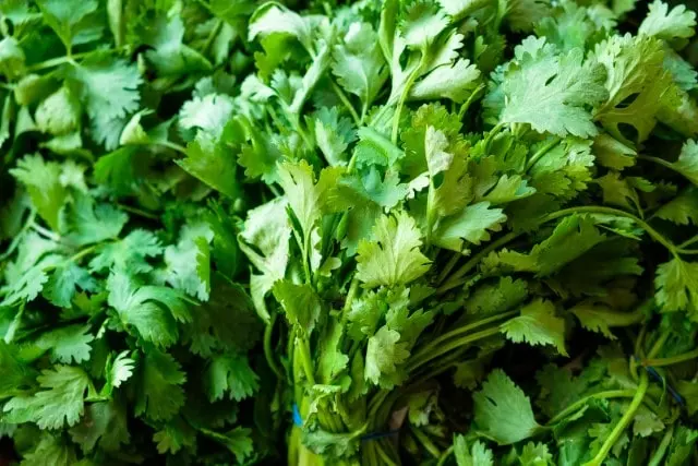 how to harvest cilantro without killing the plant