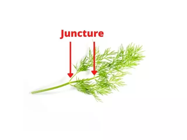 how to harvest dill without killing the plant juncture