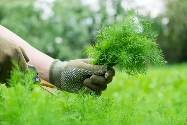 how to harvest dill without killing the plant