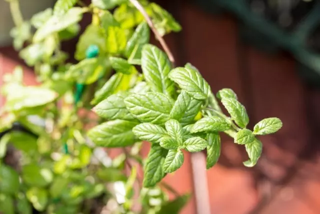 how to harvest mint without killing the plant guide