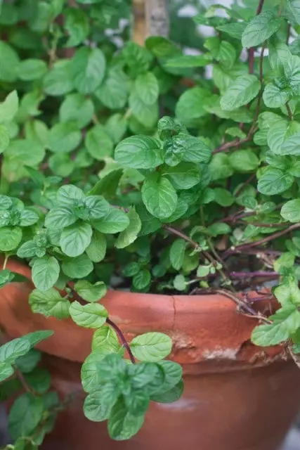 how to harvest mint without killing the plant potted
