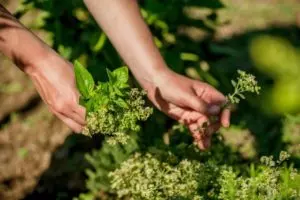 how to harvest oregano without killing the plant guide