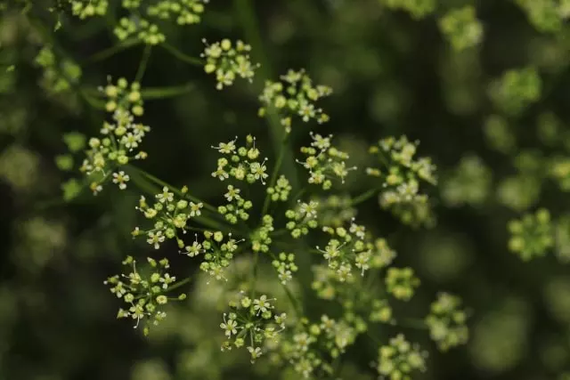 how to harvest parsley seeds