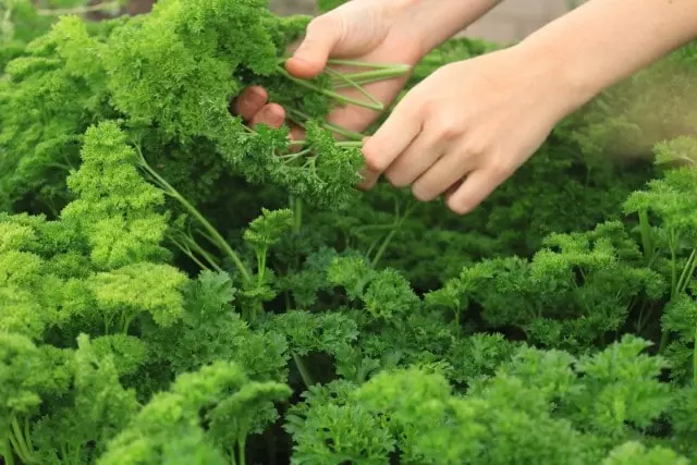 how to harvest parsley without killing the plant