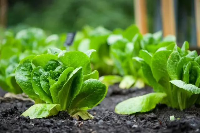 how to harvest romaine lettuce without killing the plant guide