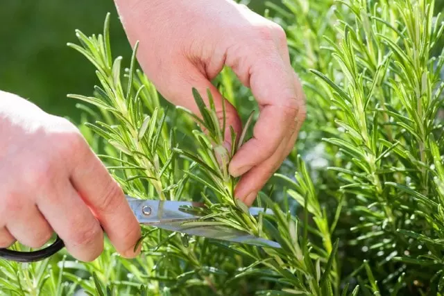 how to harvest rosemary without killing the plant