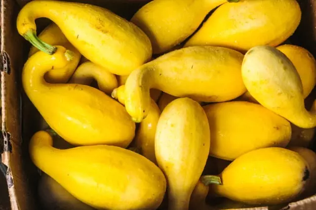 how to harvest summer squash