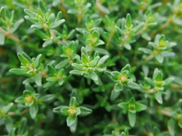 how to harvest thyme without killing the plant guide
