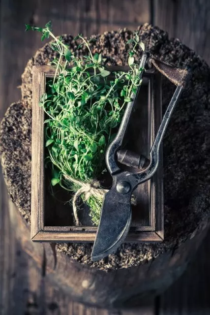 how to harvest thyme without killing the plant