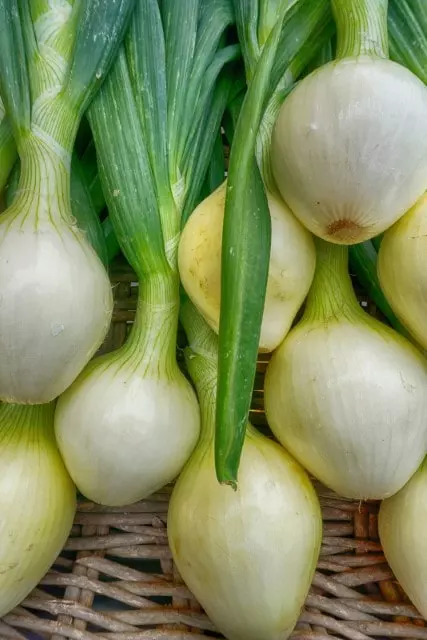 how to harvest walla walla onions