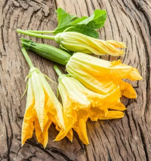 how to harvest zucchini flowers