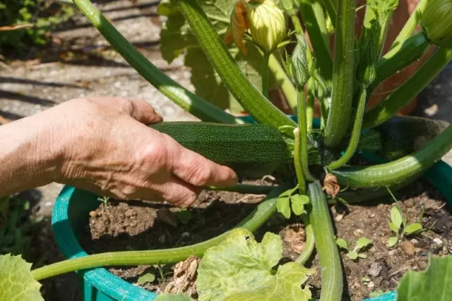 how to harvest zucchini