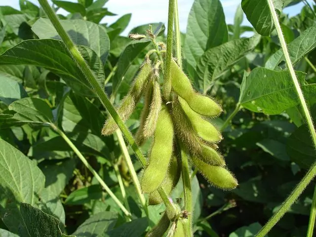how to know when soybeans are ready to harvest