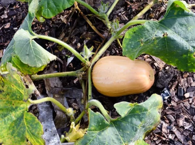 how to pick butternut squash