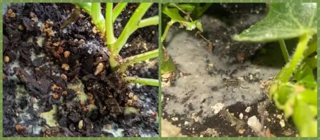how to prevent mold in soil plant