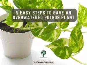 how to save an overwatered pothos plant