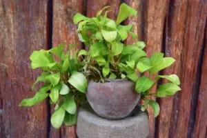 how to save overwatered pothos 5 easy ways