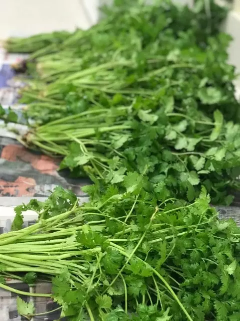 how to store cilantro