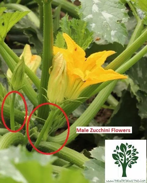 male zucchini flowers