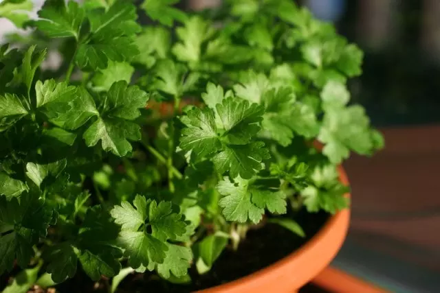 potted parsley home kitchen