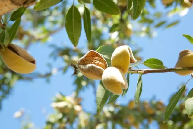 second stage almonds