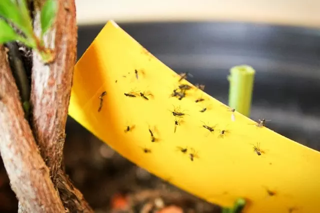 sitcky fly traps for gnats
