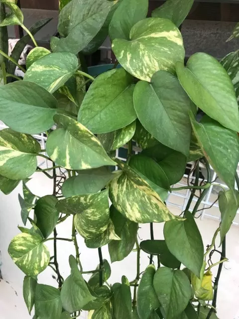 water pothos only when soil is dry
