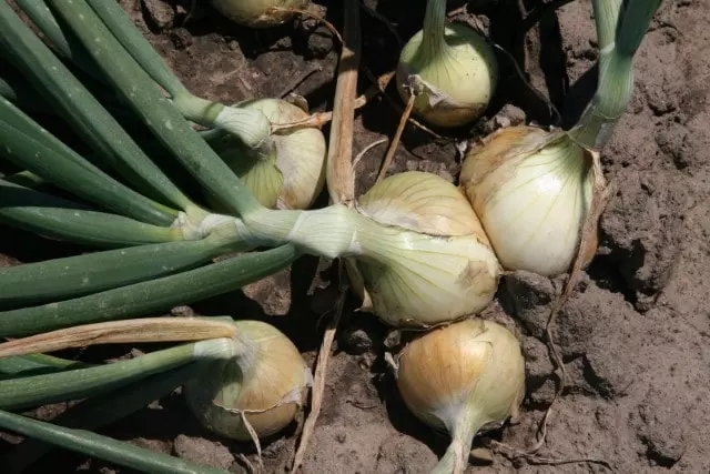 when are walla walla onions ready to harvest