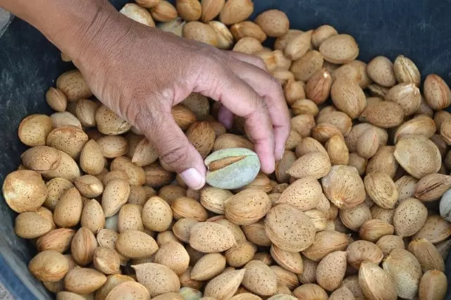 when to harvest almonds